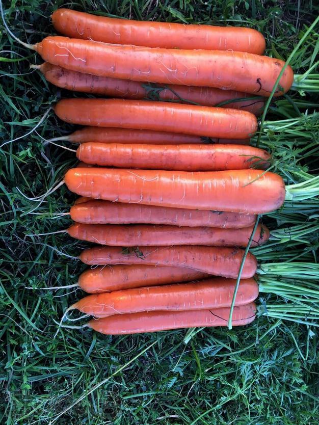 Продам морковь грязную РБ